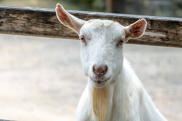 Fototapeta premium ヤギのポートレート