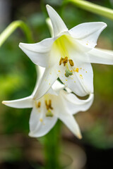 百合の花　夏のイメージ
