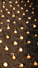 Fototapeta premium Onion sets for Planting in fresh dark soil. How to Grow Onions. Onion bulbs. 