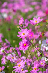 Fototapeta premium コスモスの花 秋のイメージ