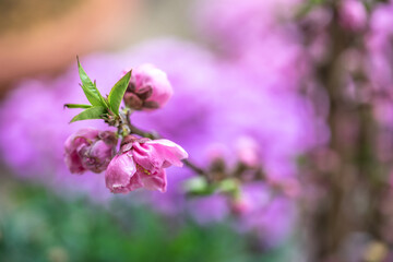桃の花　春の季節のイメージ