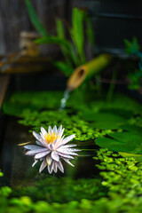 和風ビオトープの睡蓮