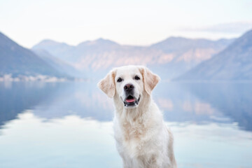 portrait of a dog in nature. Golden retriever on the background of mountains and the sea. Travel...