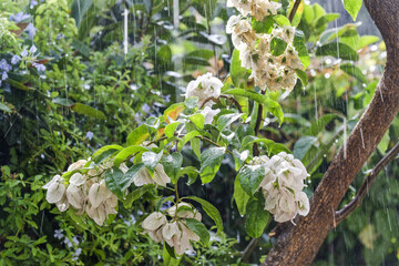 Jour de pluie dans un jardin en Tunisie