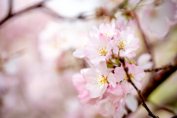 Obraz na płótnie Canvas 桜の花　日本の春の風景