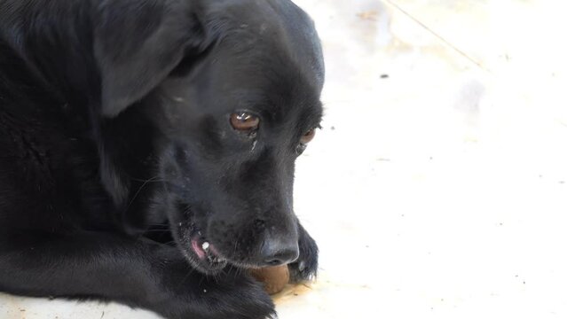 Close-up of a black dog gnawing a bone