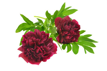 Two dark red peonies on a white background