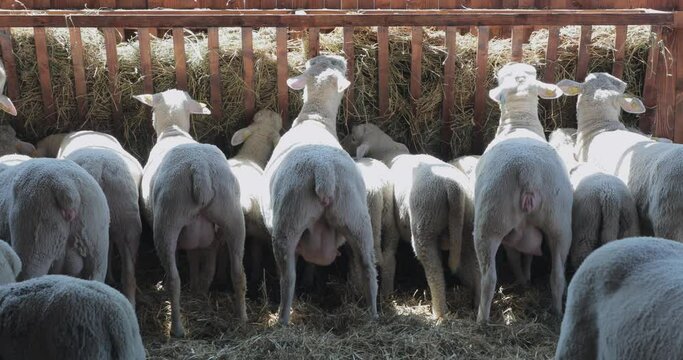 Sheep in Row Eating Hay Animal Enclosure Farm