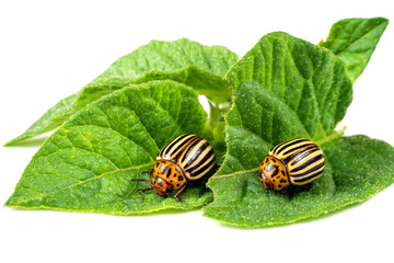 Two Colorado potato beetles on potato leaves. Colorado potato beetles on a white background. Insect pests close-up.