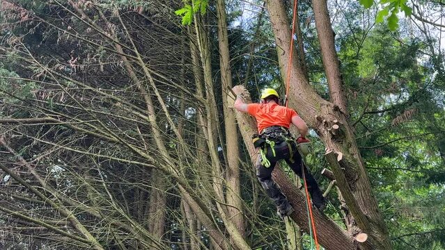 Lumberjack with saw and harness climbing a tree	