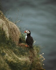 Vertical shot of an Atlantic puffin (Fratercula arctica) on a blurred background on Faroe islands