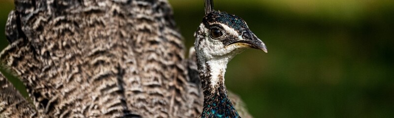 Panoramic shot of an Indian blue peafowl on a sunny day with blur green background