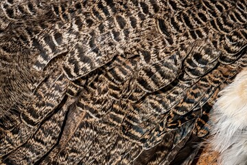 Closeup shot of the brown plumage of a young common blue peafowl in bright sunlight