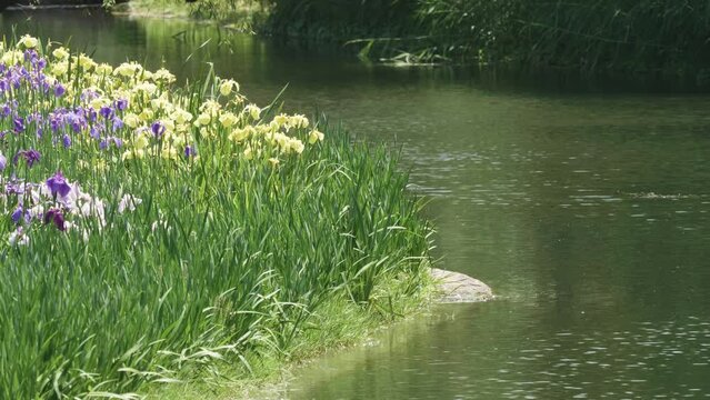 Beautiful iris flowers along riverside in sunny summer day, peaceful landscape of forest park, secret garden, 4k slow motion footage.