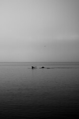 Humpback Whale on the ocean, black and white