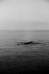 Humpback Whale on the ocean, black and white
