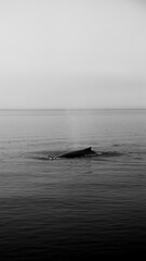 Fototapeta premium Humpback Whale on the ocean, black and white