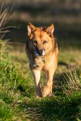 Vertical shot of a mix-breed rescue dog walking on the green grass in the park on a sunny day