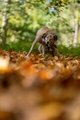 Furry Romanian homeless stray dog walking on an autumnal field