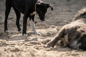 Romanian homeless stray dogs on a sandy field during a sunny day