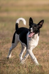 Romanian homeless stray dog running on an autumnal field