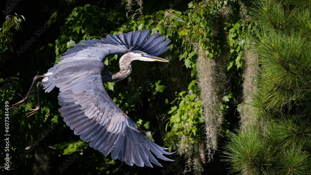 Sticker high-angle view of a great blue heron flying over greenery