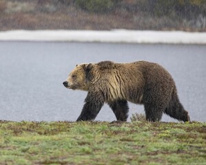 Brown bear walking on the field