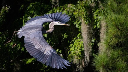 High-angle view of a great blue heron flying over greenery