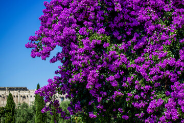 Le bougainvillier