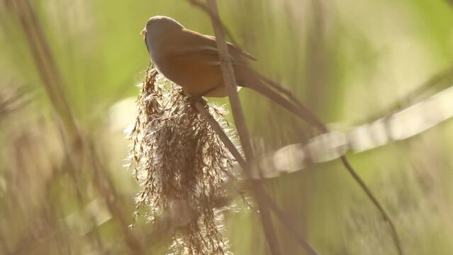 Cute bearded reedling (panarus biarmicus) eating reed seed at sunset in wilderness, close up 