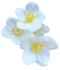 Fototapeta na wymiar white flower isolated on white, isolated on transparent or white background, png, mockup