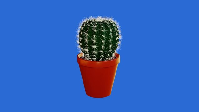 3d render of a cactus in a pot rotating on a blue screen
