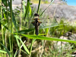 dragonfly on a leaf