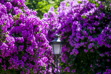 Obraz premium Bougainvilliers dans un parc