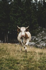 Vertical shot of a spotted Telemark cattle walking in a green meadow - obrazy, fototapety, plakaty