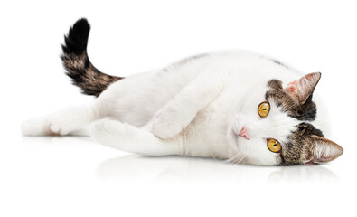 adult white spotted cat lies on its side and looks at the camera on a white isolated background - obrazy, fototapety, plakaty