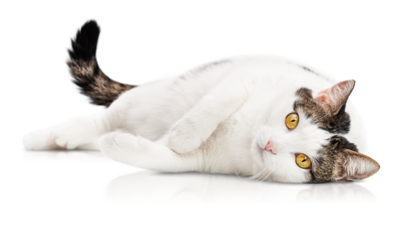adult white spotted cat lies on its side and looks at the camera on a white isolated background