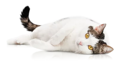 Keuken spatwand met foto adult white spotted cat lies on its side and looks at the camera on a white isolated background © Ирина Гутыряк