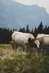 Naklejka premium Vertical shot of a beige cow grazing in a farm during daytime