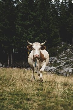 Vertical shot of a spotted Telemark cattle walking in a green meadow