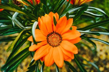 Closeup shot of a Gazania flower in Singapore, Gardens by The Bay