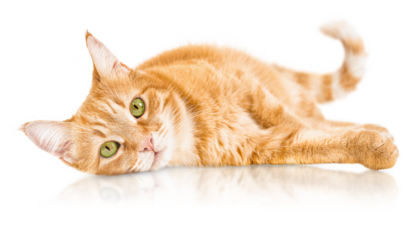 ginger cat lies on its side and looks at the camera on a white isolated background