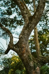 Vertical shot of a tree bark facing upwards in a park in Singapore
