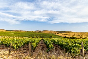 Fototapeta na wymiar Scenic view of an evergreen vineyard on the Croatian coast against a blue sky