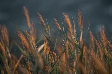 Closeup shot of the grain growth in a wheat field against blur background