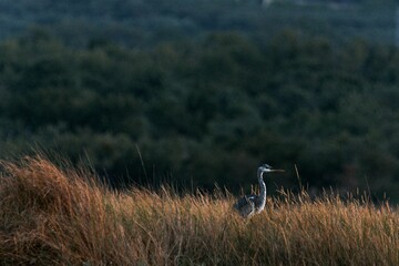 Scenic view of a majestic gray heron bird in a field with evergreen forest in the background