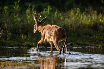 Single deer in search of food on river