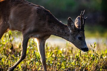 Majestic deer in an evergreen field in a forest during daytime