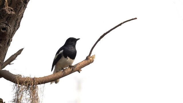 Oriental magpie robin bird holding at a tree.