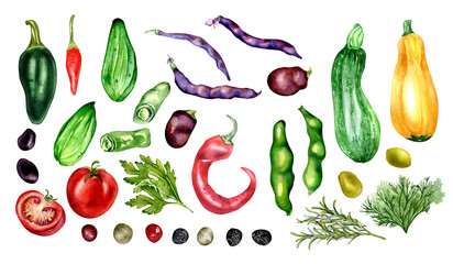 Set of tomato, cucumber, hot peppers and beans watercolor illustration isolated on white. Jalapeno, squash, zucchini, tabasco, parsley, rosemary hand drawn. Elements for menu, cookbook, package